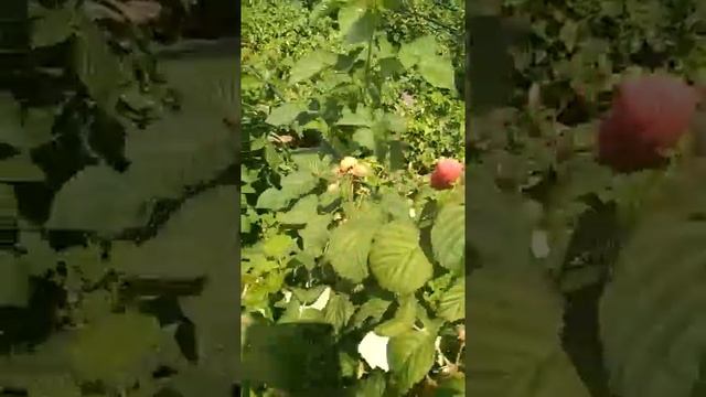 Малина "брусвяна"! Кого интересует +79780304669 звоните. смотреть онлайн