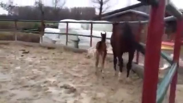 Cornet x For Pleasure смотреть онлайн