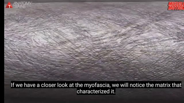 Что такое фасция?