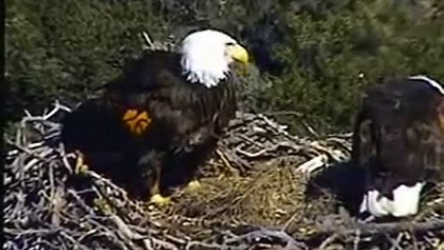 PH - The Reluctant Switch смотреть онлайн