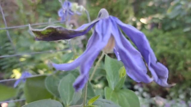 Queen Of Flowering | Clematis Vine Varieties