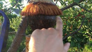 Как отпугнуть скворцов от вишни.  Защищаем черешню от птиц. Отпугиватель птиц на дерево за 5 минут.