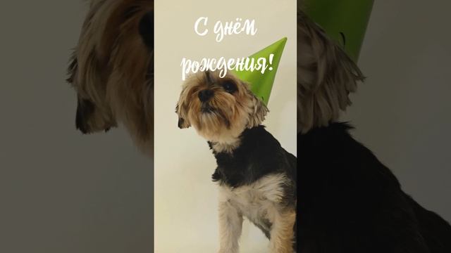 Весёлое видео поздравление с днем рождения | SunPikRu смотреть онлайн