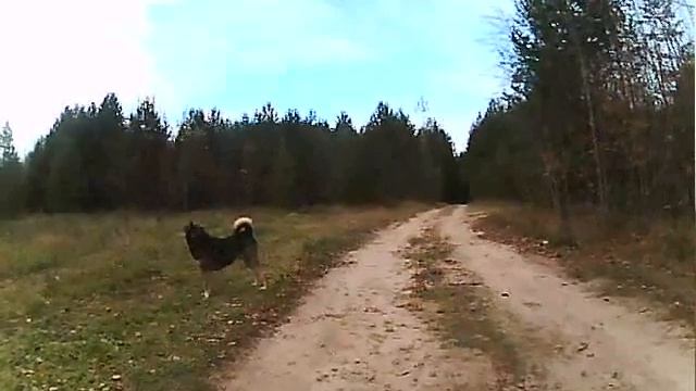 Мухтар ИРБИС по лесной дорожке. смотреть онлайн