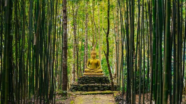 Buddha's Flute | Bamboo Forest