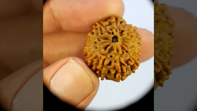 12 Mukhi Rudraksha | 26.07 mm | COLLECTOR | JAVA INDONESIAN Beads ORIGINAL смотреть онлайн