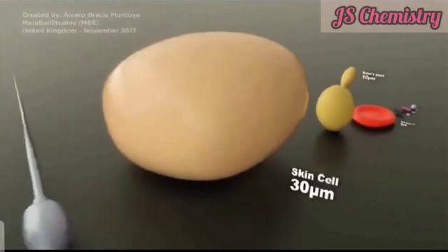 Microorganisms Size Comparison//From Virus To Neuron//knowledgeable  Biology//JS Chemistry ⚗️