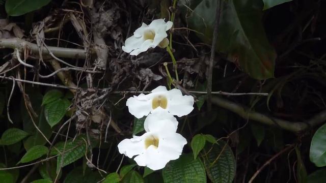 Hawaii, USA [Amazing Places 4K] смотреть онлайн