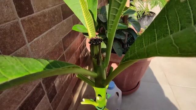 Выращивание плюмерии на открытом балконе в жарком климате. смотреть онлайн