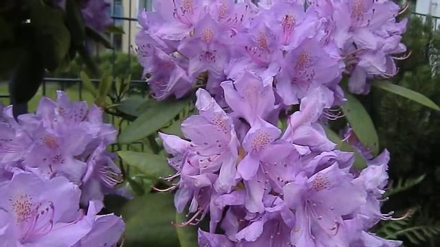 Шмель. Германия. Мой сад.