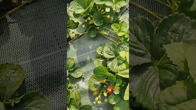 #Аромас НСД сорт клубники на 4 июля 2023 г. тел. 89038367533 смотреть онлайн