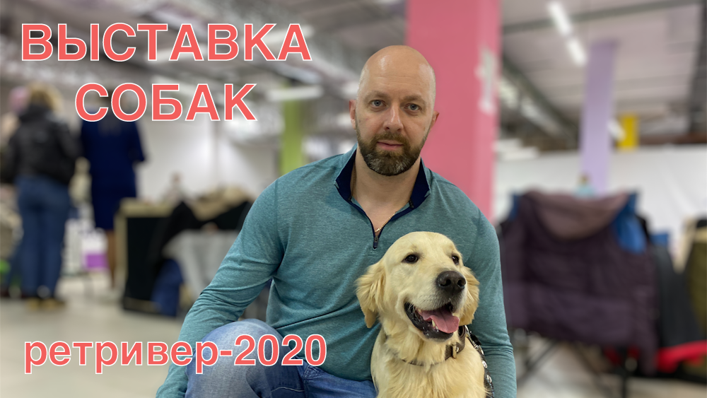 Монопородная выставка "Ретривер-2020". Участие и обзор выставки собак. смотреть онлайн