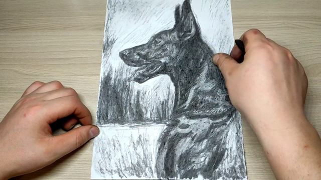 Собака карандашами, углём/рисунок собаки/Doberman pencils, charcoal / drawing of a dog смотреть онлайн