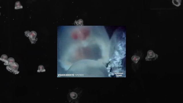 Is the season of Turritopsis spp. over? смотреть онлайн