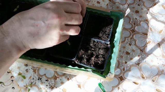 Высадка КАЛЕНДУЛЫ из самокруток смотреть онлайн