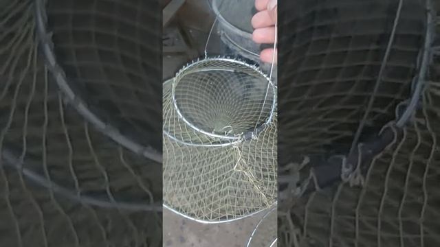 Раколовки-чернильницы своими руками... смотреть онлайн