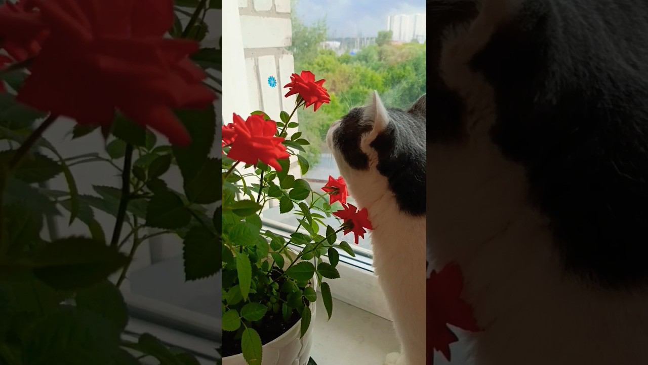 Лето2024. Кайфуем под новый трек. #хит #music #топ #cat #мурзик #кот #котик #песня #лайк #музыка смотреть онлайн