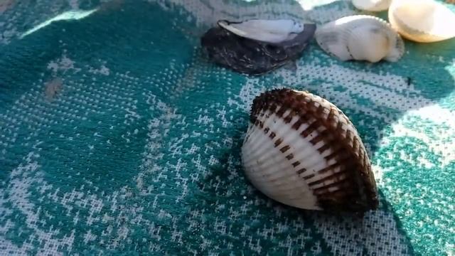 Вот что внутри ракушки смотреть онлайн