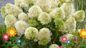 Гортензия метельчатая Литтл Спуки. Краткий обзор, описание hydrangea paniculata Littel Spooky