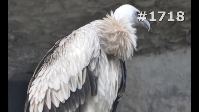 #1718. Птицы - хищники (В мире животных) смотреть онлайн