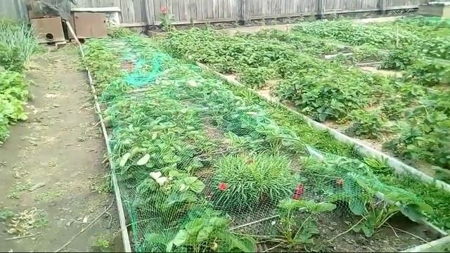 32/19 Моя схема подкормки и обработки клубники смотреть онлайн