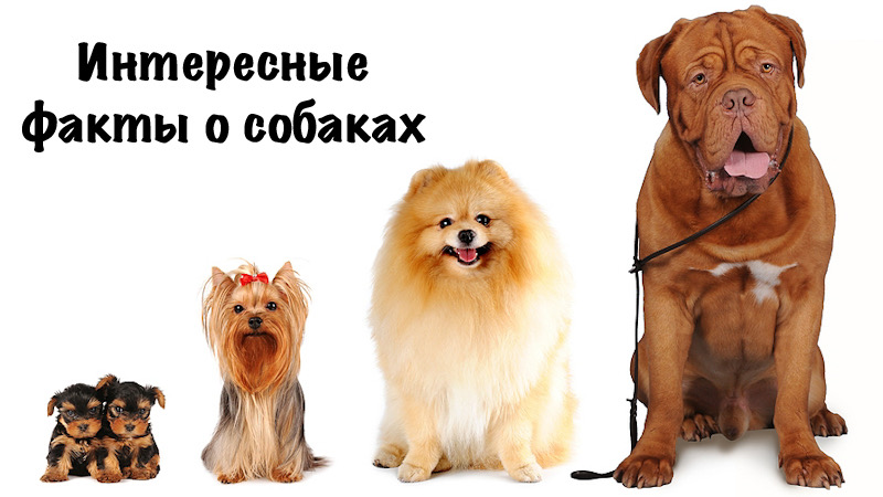 Интересные факты о собаках. смотреть онлайн
