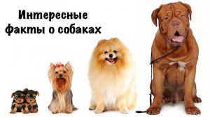 Интересные факты о собаках.