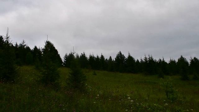 Деревня. часть 1. Гуляем в лесу.