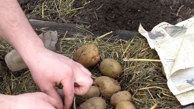 Высадка корешков картофеля. 20 день. смотреть онлайн