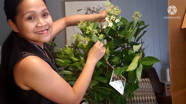 UNBOXING LIMELIGHT HYDRANGEAS/FIRE LIGTH TIDBIT(PANICLE HYDRANGEAS.. смотреть онлайн