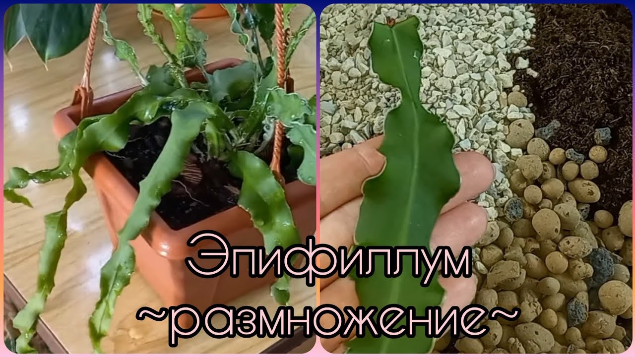 За 16 дней?От черенка до самостоятельного растения?ЭПИФИЛЛУМ Драконий фрукт?Размножение?Грунт?