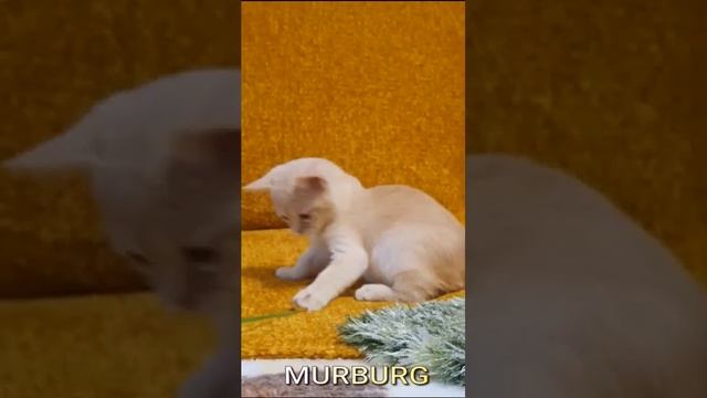 "MURBURG" котята бурманской породы смотреть онлайн