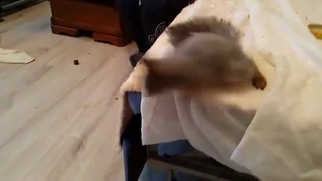 Белки в домашних условиях смотреть онлайн