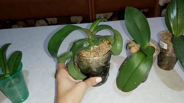 Орхидеи малышки в 1,7 в ЗС КЕРАМЗИТ, как себя чувствуют?/Эстетическая пересадка Ирен Добкин смотреть онлайн