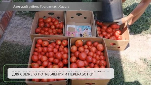 Томат детерминантный Мартино F1