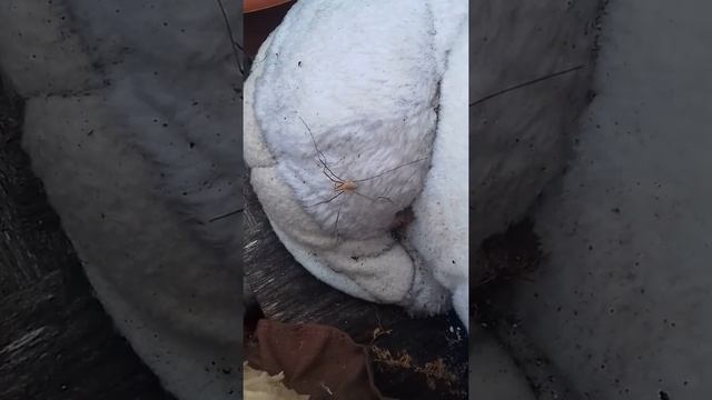 Паук Косиножка (сенокосец) смотреть онлайн