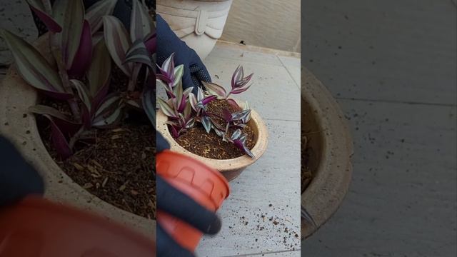 Replanting of Anthurium, Scindapsus and Wandering Jew #anthurium #scindapsus #wanderingjew #soilmix смотреть онлайн