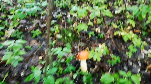 Красноголовики попёрли)))) смотреть онлайн