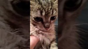 ЭТО Я ТЕБЕ СРАЛ В ТАПКИ