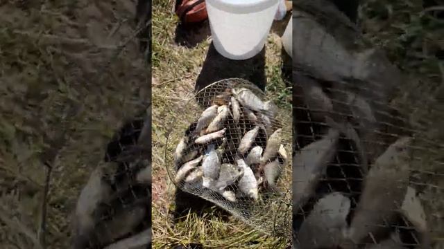 рыбалка в Балашове. смотреть онлайн