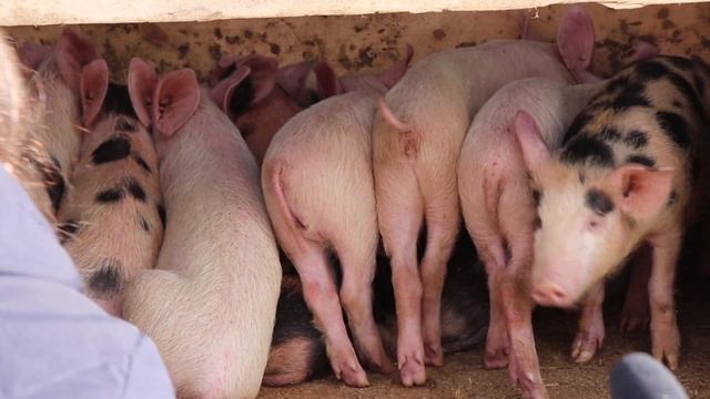 Сельско-хозяйственные ярмарки всё больше пользуются спросом среди устькутян. смотреть онлайн