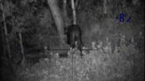 Стрелял в ухо. Калибр 223: Кабан под 200 кг.