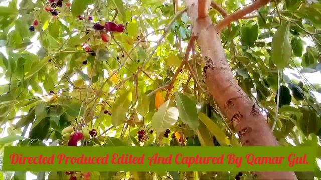 The Java Plum Tree | ڄمون جو وڻ смотреть онлайн