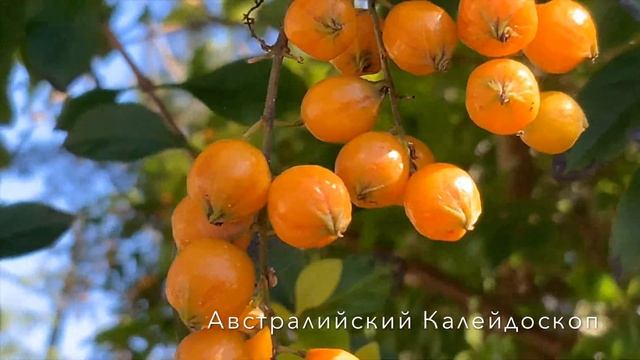 Gigantic Gymea Lilly Желтой Акации Гроздья Пушистые. Гигантская Лилия, Кактус Великан. смотреть онлайн