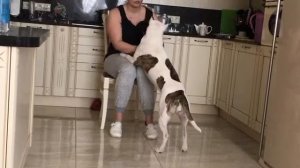 бытовая дрессировка амстаффа. Умный владелец- воспитанный амстафф.