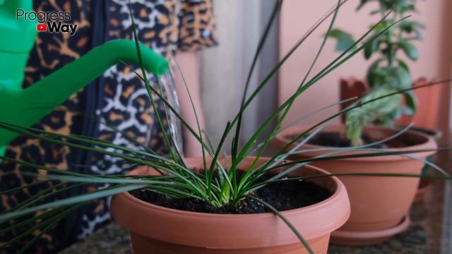 1 Витаминка Из Аптеки И Ваши Домашние Цветы В Бутонах С Ног До Головы! Как Применять Витамин C? смотреть онлайн