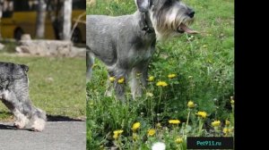 Миттельшнауцер собака- описание, особенности