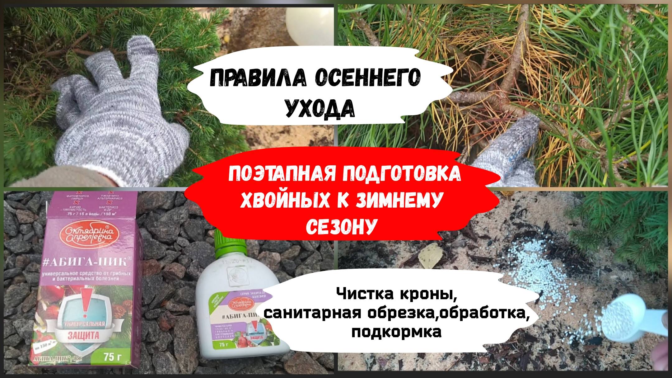 Поэтапная подготовка хвойных к зимнему сезону.Правила осеннего ухода ( сентябрь 2022 г.) смотреть онлайн