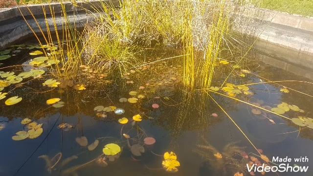 Ботанический сад МГУ на Воробьёвых горах - волшебный уголок природы в Москве смотреть онлайн