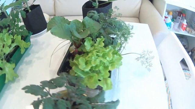 Какой свет любят растения? Итоги эксперимента. смотреть онлайн